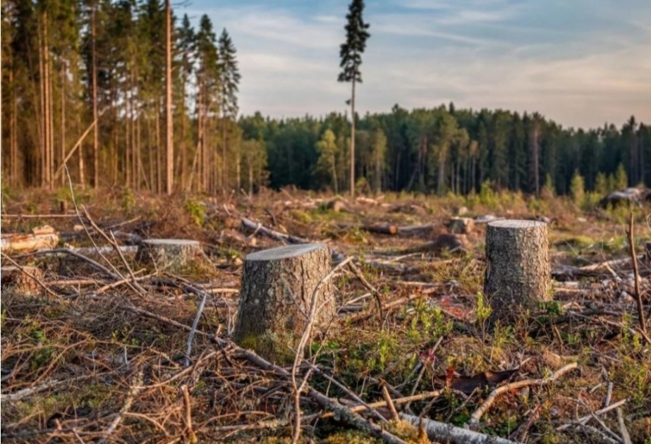 ЕС запретит импорт товаров, которые способствуют вырубке лесов