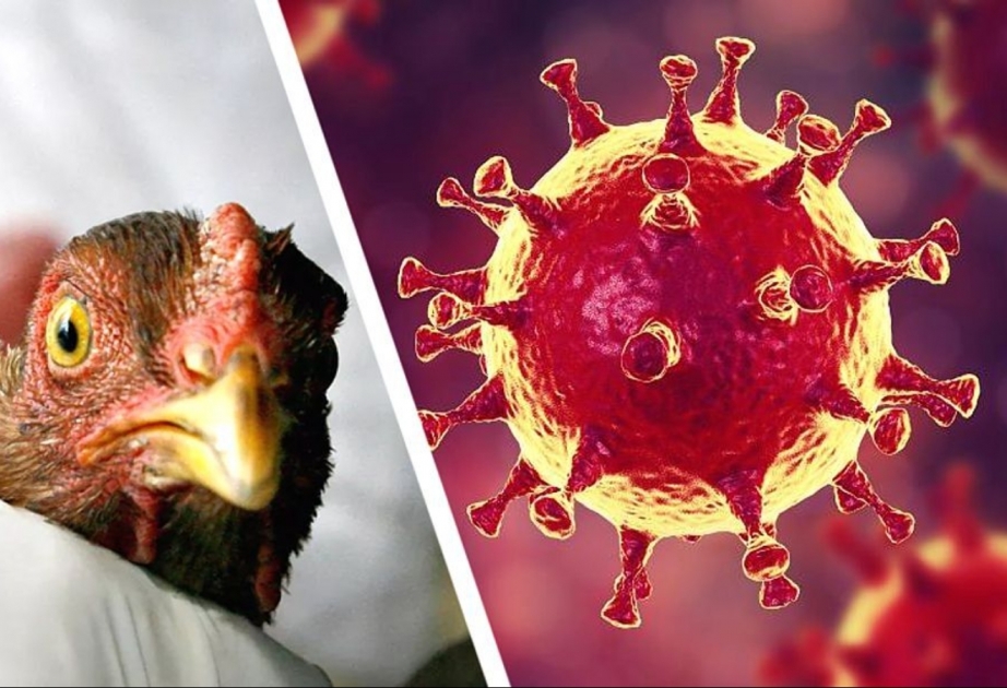 Птичий грипп в Европе достиг новых пиков

