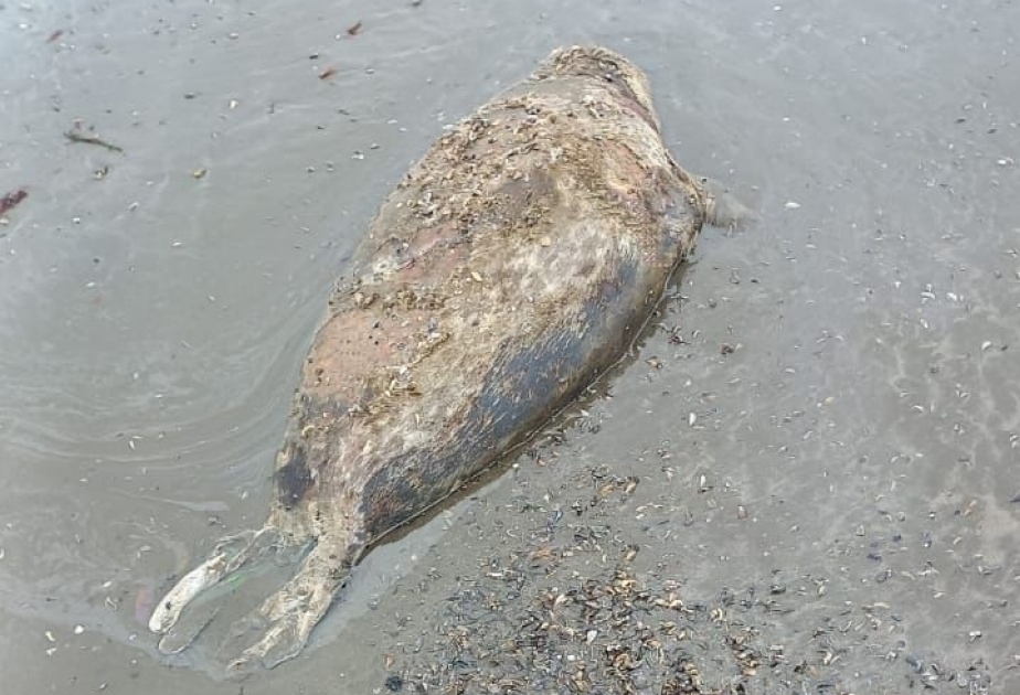 В азербайджанском секторе Каспийского моря обнаружены еще четыре туши тюленей

