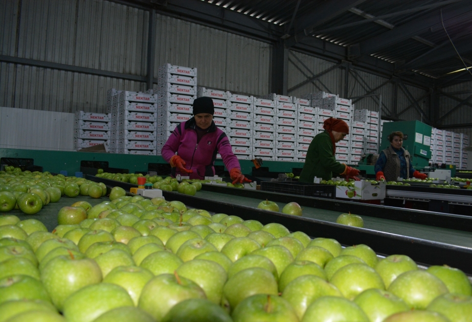 Unas 40.000 toneladas de manzanas de Azerbaiyán se exportarán a mercados extranjeros