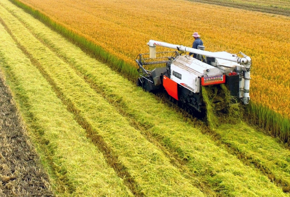 Chine : la production céréalière est en hausse