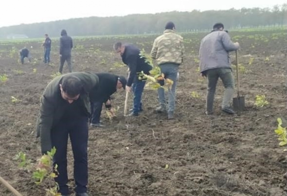 За последнюю неделю на землях лесного фонда посажено более 100 тыс. деревьев