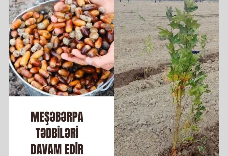 Bu gün meşə fondu torpaqlarında 25 mindən çox ağac əkilib