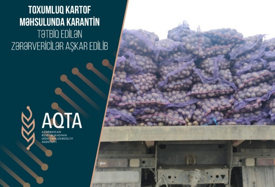 Toxumluq kartof məhsulunda zərərvericilər aşkarlandı