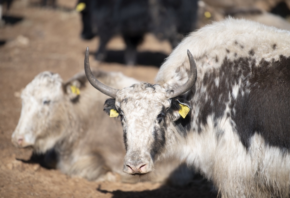 Se crea una granja de yaks en Lachin -  proyecto piloto