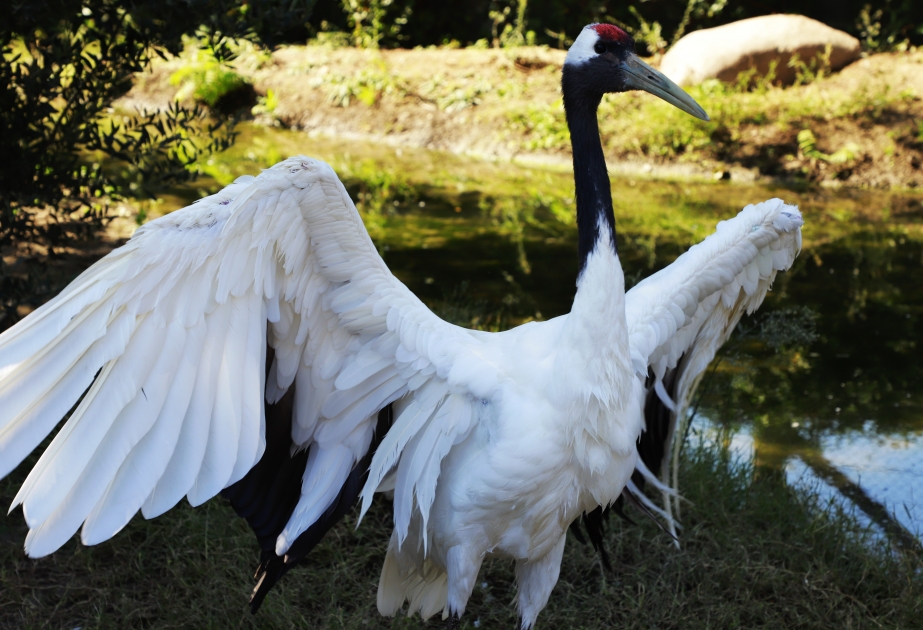 Xilas edilən vəhşi heyvanlar zooparkın kolleksiyasına daxil edilə bilər