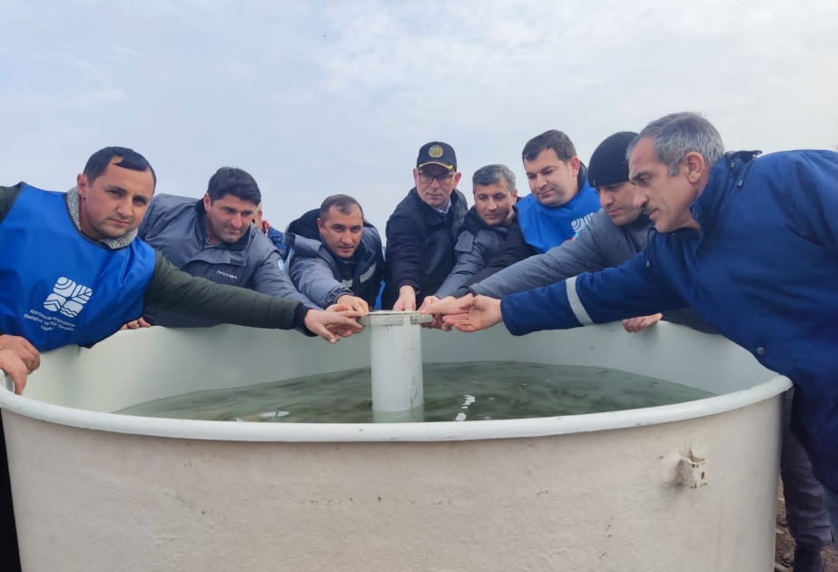 Bəsitçay və Həkəri çaylarına balıq körpələri buraxılıb