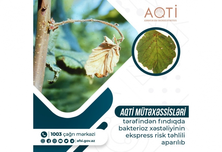 Fındıqda bakterioz xəstəliyinin ekspress risk təhlili aparılıb