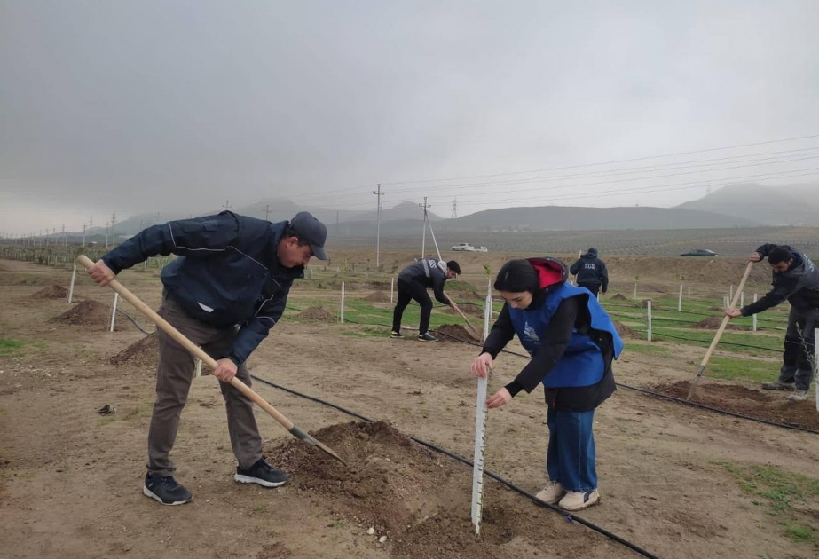 Abşeron yarımadasının iqliminə uyğun ağaclar əkilib