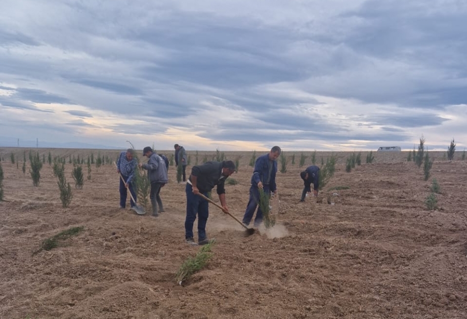 Cəbrayıldakı “Dostluq Meşəsi” Kompleksində ağacəkmə tədbirləri davam edir