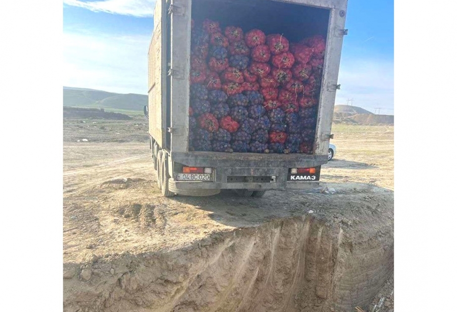İdxal edilən kartof məhsulunda karantin tətbiq edilən orqanizm aşkarlanıb