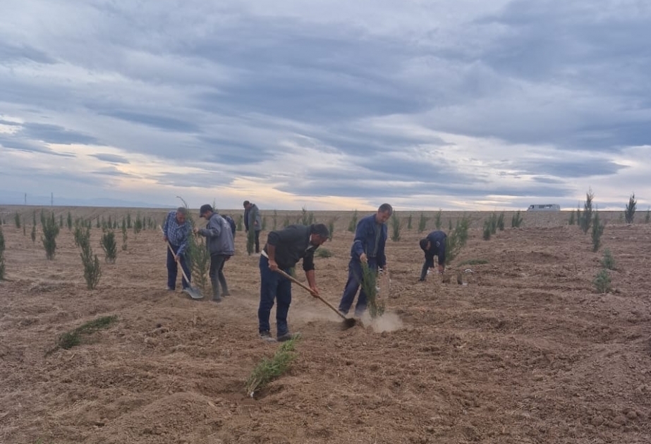 Продолжаются работы по посадке деревьев в комплексе «Лес дружбы» в Джебраиле