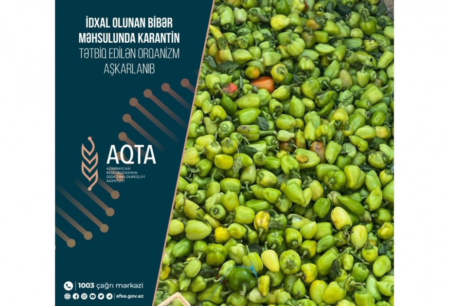 İrandan idxal olunan bibər məhsulunda karantin tətbiq edilən orqanizm aşkarlanıb