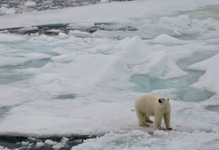 ВМО: в Арктике тает лед и растет интенсивность судоходства