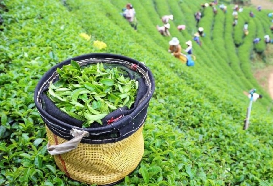 L’Azerbaïdjan a accru ses exportations de thé