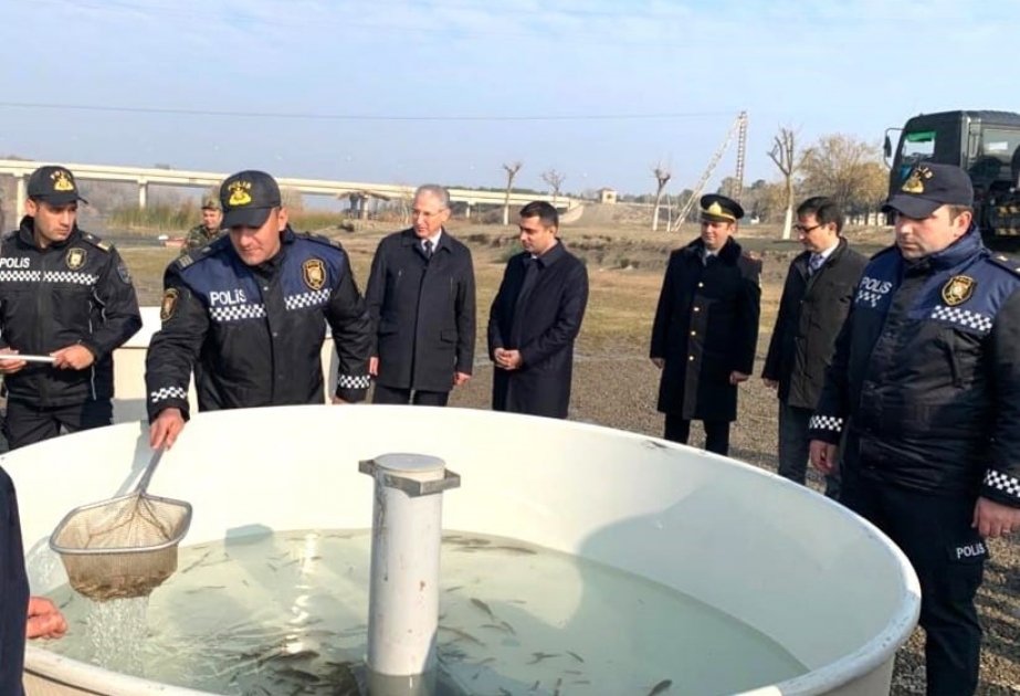 Kür çayına balıq körpələri buraxılıb