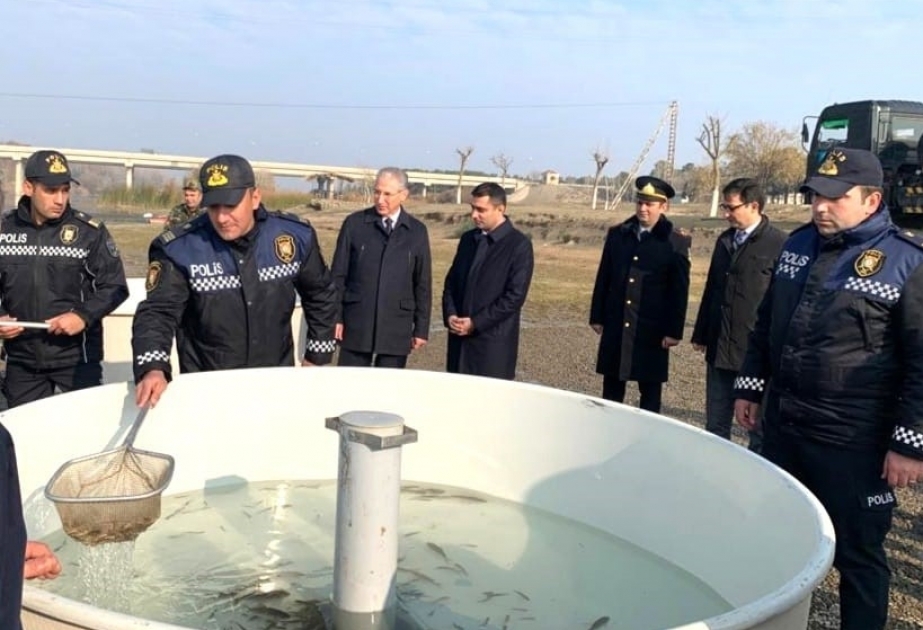 В Куру выпущены мальки