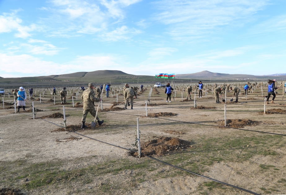 Los militares azerbaiyanos plantaron árboles en el marco del Maratón Verde