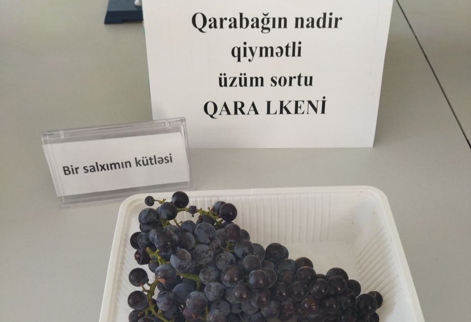 Qarabağın nadir üzüm sortları yenidən çoxaldılır
