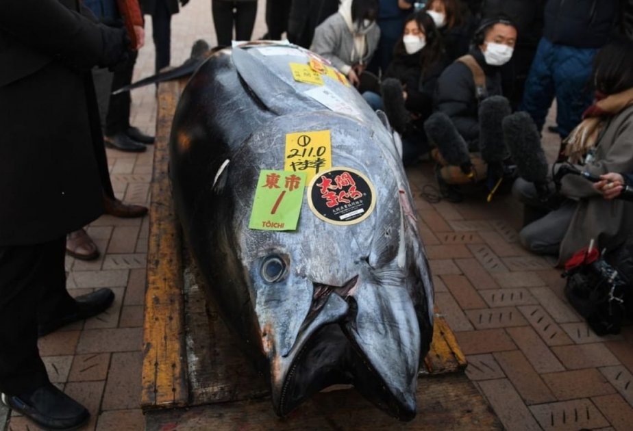 На аукционе в Японии продали 212-килограммового тунца за 271 тыс. долларов