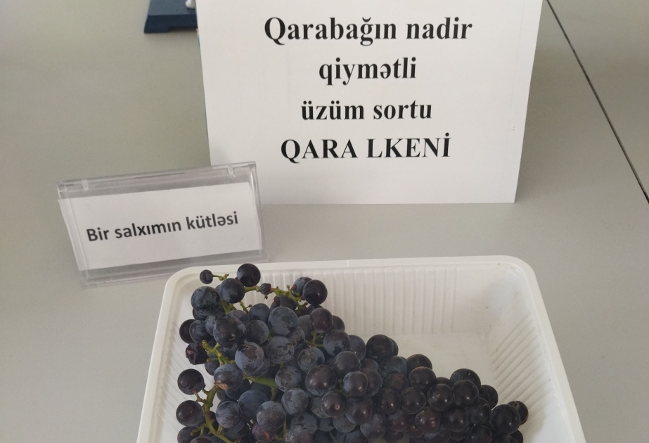Se recuperan variedades raras de uva de Karabaj