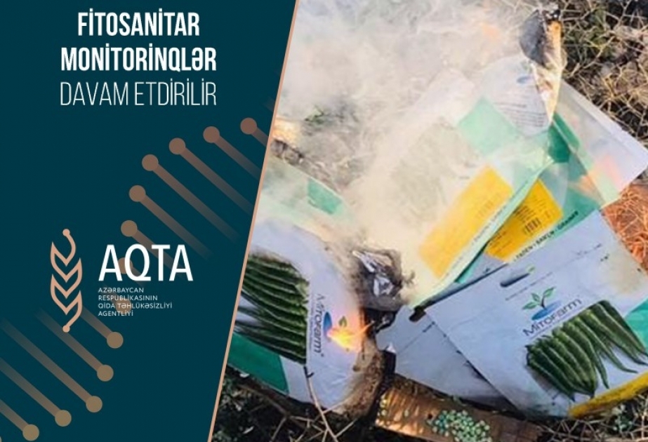 Maştağa qəsəbəsində bibər və pomidor toxumlarının fitosanitar monitorinqləri aparılıb