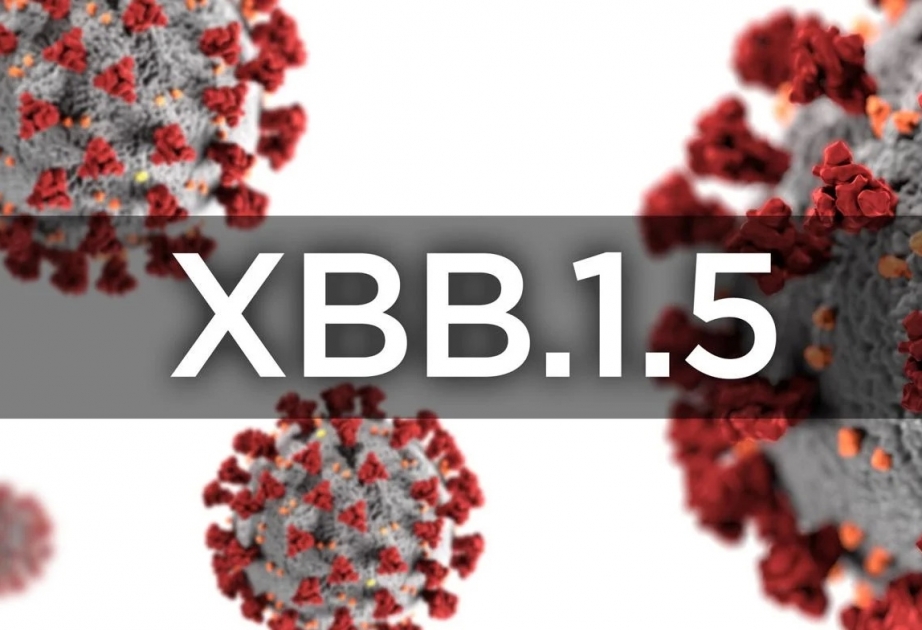 ВОЗ: В 29 странах мира циркулирует новый подвариант коронавируса XBB.1.5