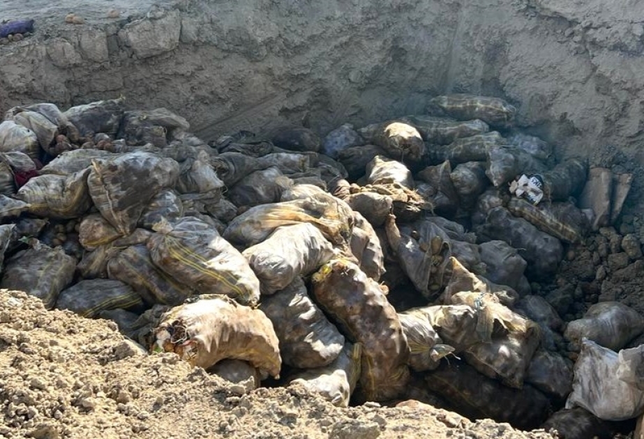 Ərzaqlıq kartof məhsulunda karantin tətbiq edilən orqanizm aşkar olunub