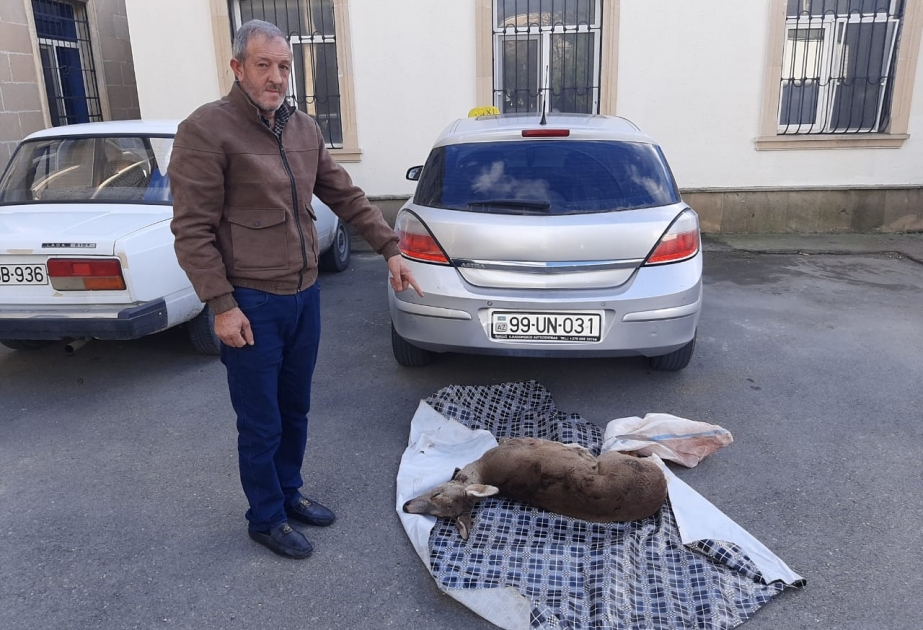 Ovladıqları cüyürü Qəbələyə satmağa gətirən İsmayıllı sakinləri saxlanılıb