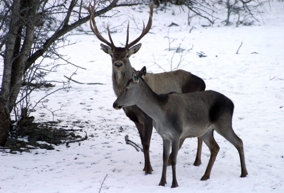 Kapazgöl, Göjgöl und Maralgöl sind Aserbaidschans schönste Naturwunder