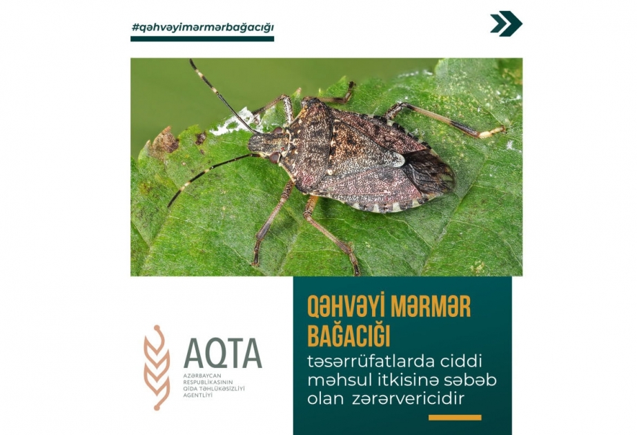 AQTA qəhvəyi mərmər bağacığı ilə əlaqədar maarifləndirmə tədbirləri aparır