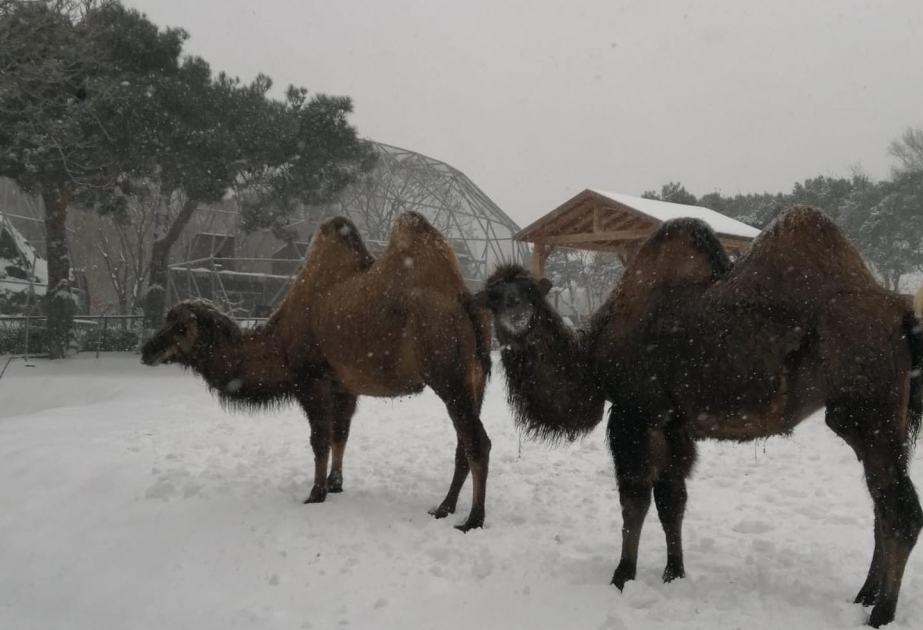 Qış aylarında Bakı Zooloji Parkındakı heyvan və quşlara xüsusi qulluq göstərilir