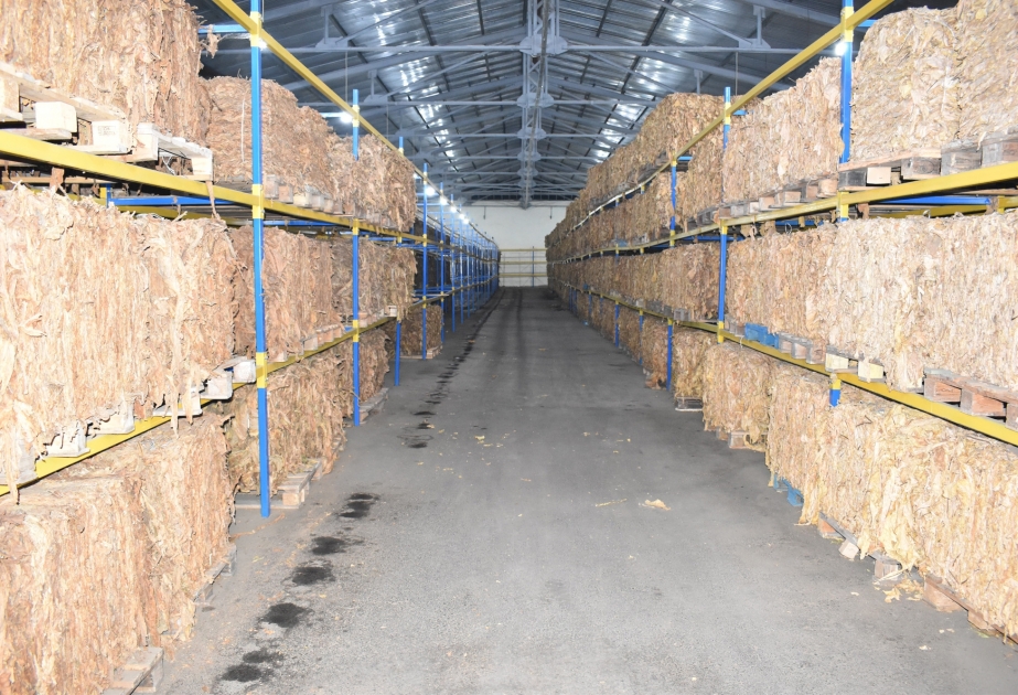 “Zaqatala AGRO İndustry” MMC ötən il Rusiya bazarlarına 60 ton quru tütün ixrac edib - FOTO