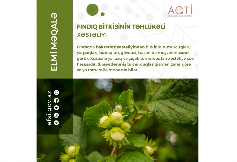 Fındıq bitkisinin təhlükəli xəstəliyi