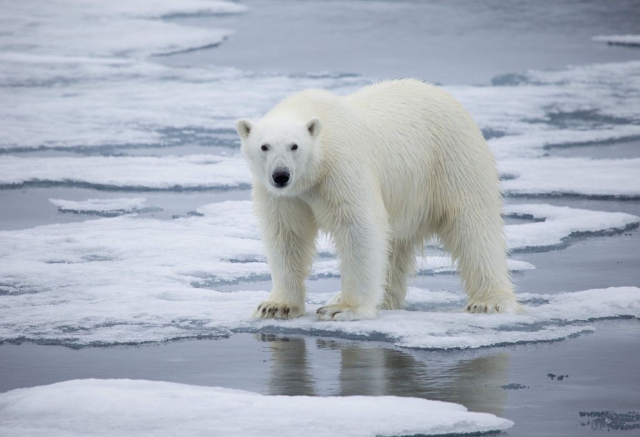 Eisbär in Alaska tötet zwei Menschen
