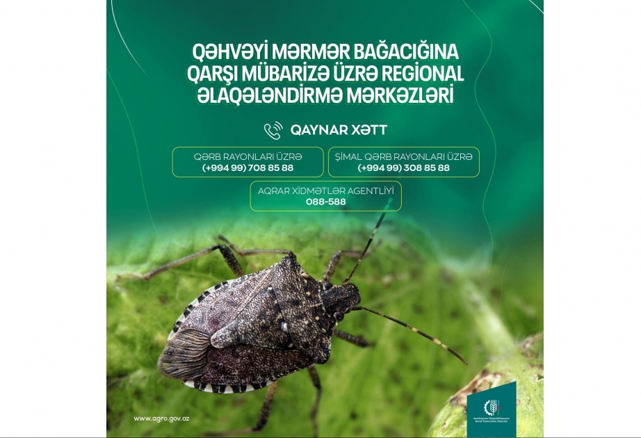 Qəhvəyi mərmər bağacığına qarşı mübarizənin səmərəli təşkili üçün “Qaynar xətt” fəaliyyətə başlayıb