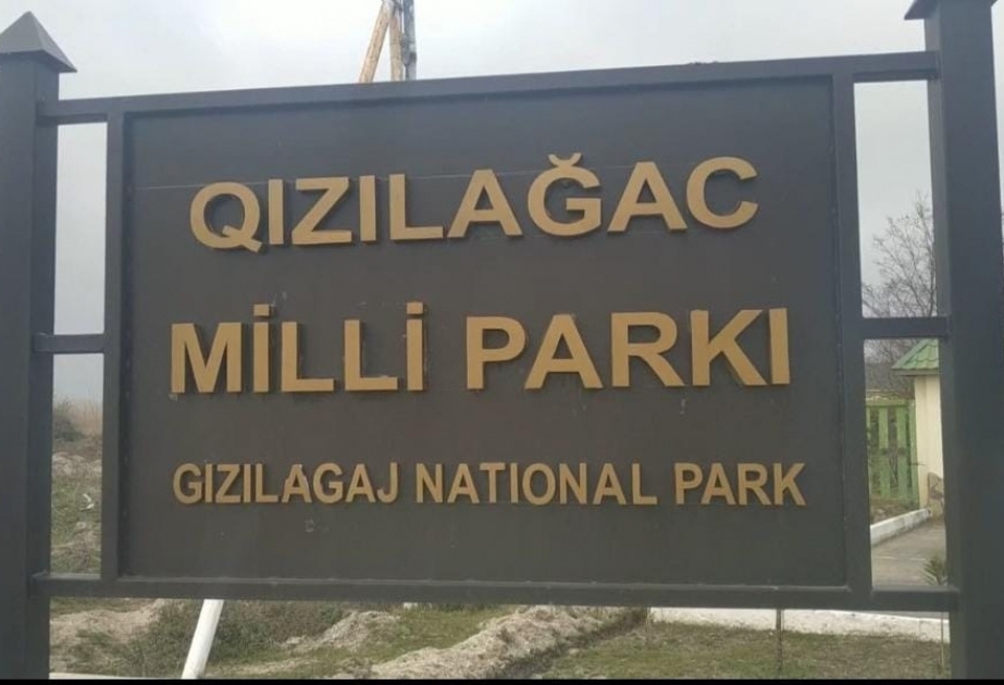 Qızılağac Milli Parkının ərazisində çöl donuzu ovlayan şəxs saxlanılıb