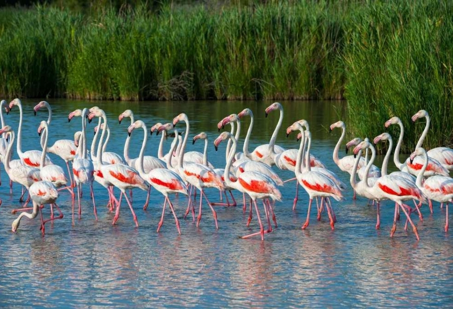 Der Schirwan-Nationalpark ist einer der besten Plätze in Aserbaidschan für die Vogelbeobachtung