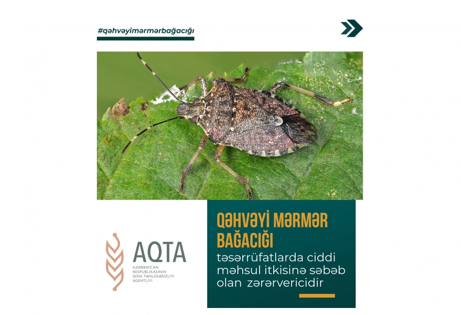 Qəhvəyi mərmər bağacığı ilə əlaqədar videoçarx hazırlanıb