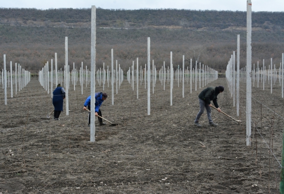 Qusarda son iki ildə min hektardan çox intensiv meyvə bağları salınıb