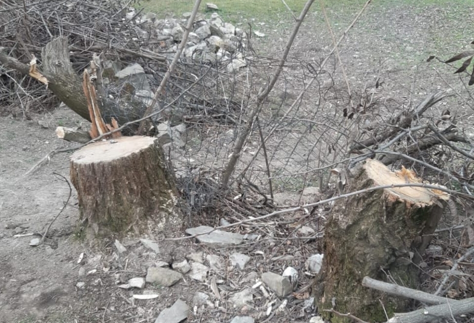 Ağacların qanunsuz kəsilməsi nəticəsində təbiətə 27 min manatdan çox ziyan dəyib