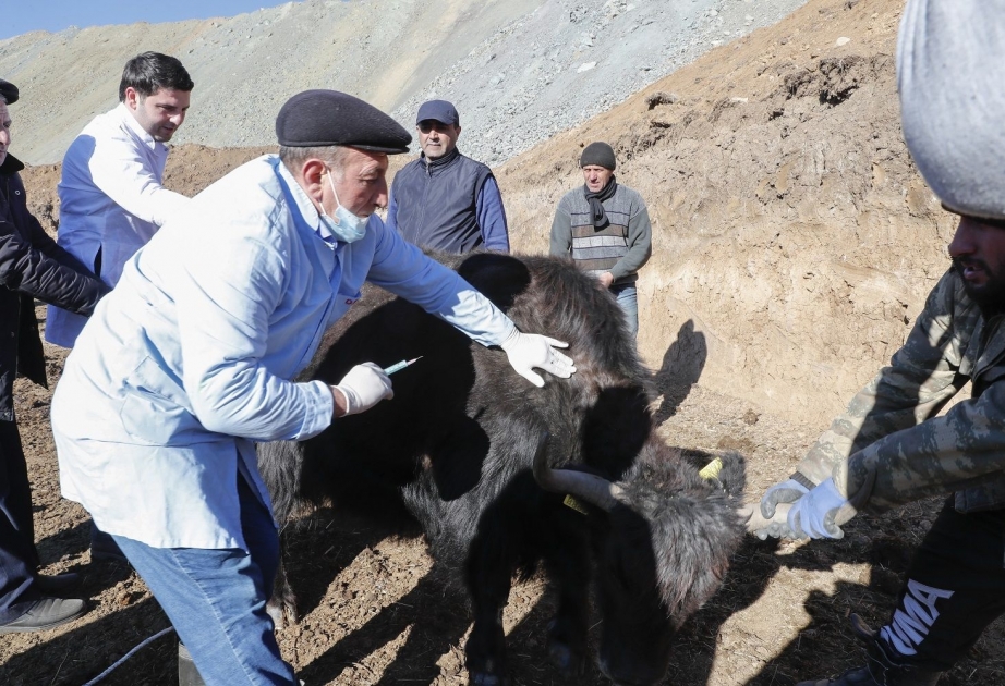 Laçına gətirilmiş yak sürüsünün yerli şəraitə adaptasiya prosesi davam edir VİDEO