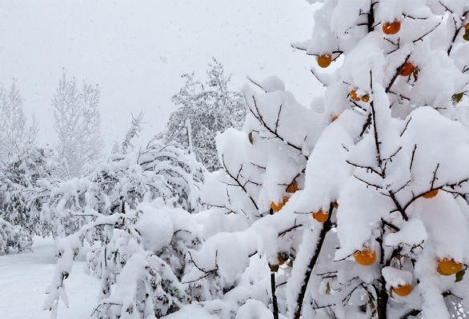 В поселке Агдере Ордубадского района высота снежного покрова составила 9 сантиметров

