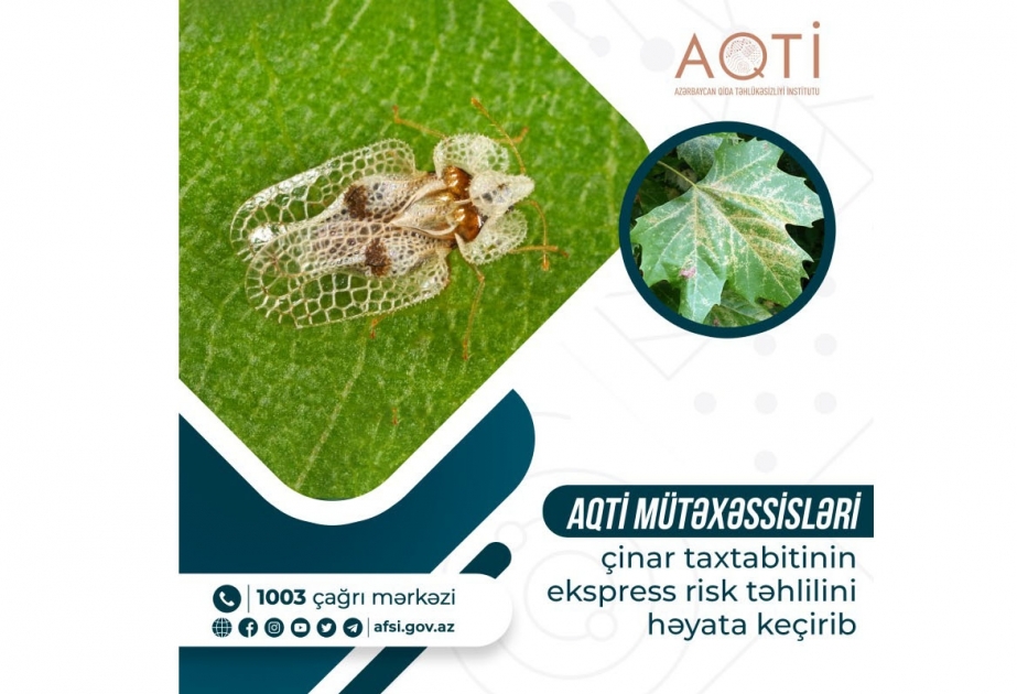 Çinar taxtabitinin ekspress risk təhlili aparılıb