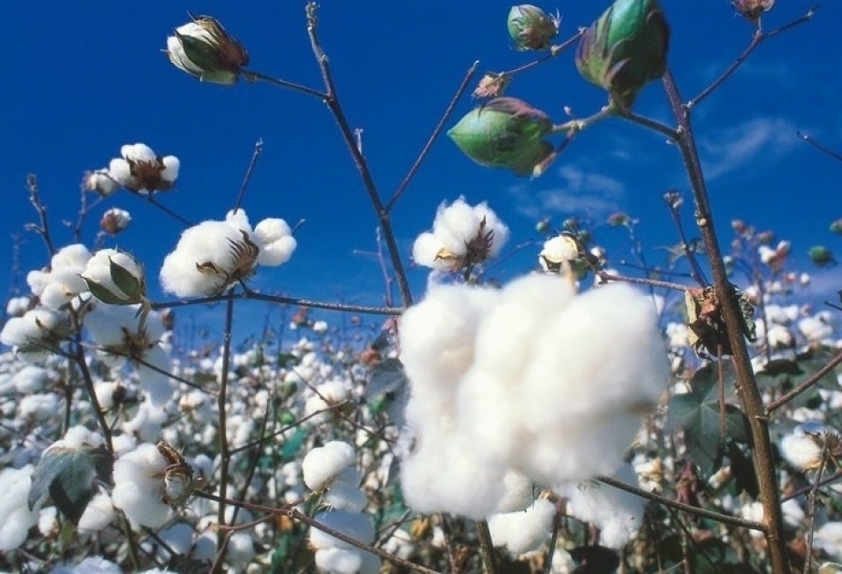El sitio web de la ONU publica un artículo sobre las nuevas tecnologías de cultivo del algodón en Azerbaiyán