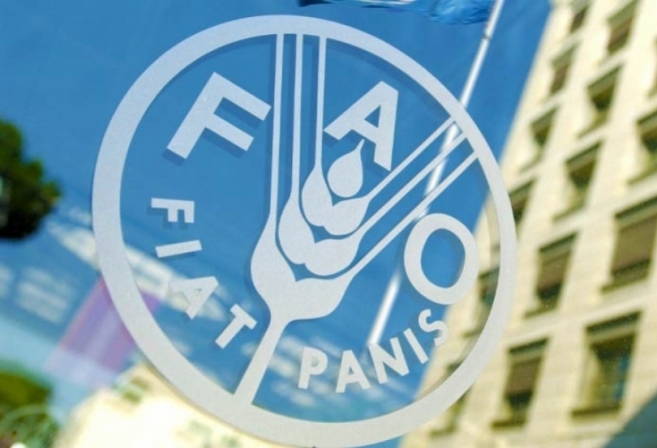 La FAO : Les prix alimentaires mondiaux continuent de baisser depuis dix mois
