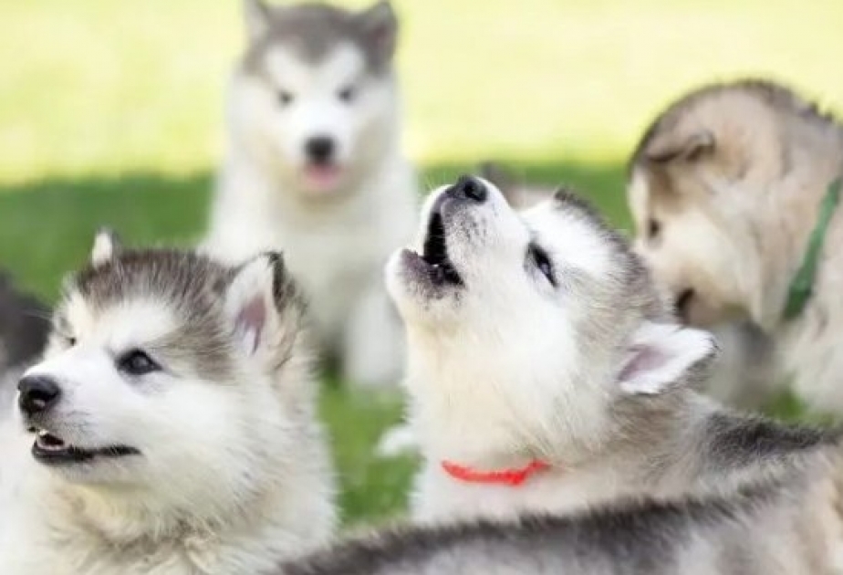 Как собаки реагируют на волчий вой