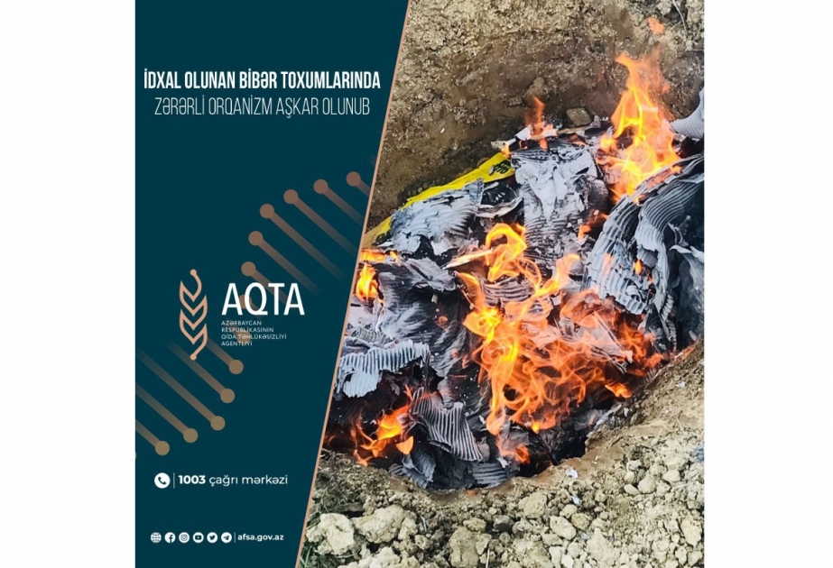 İdxal olunan bibər toxumlarında zərərli orqanizm aşkar olunub