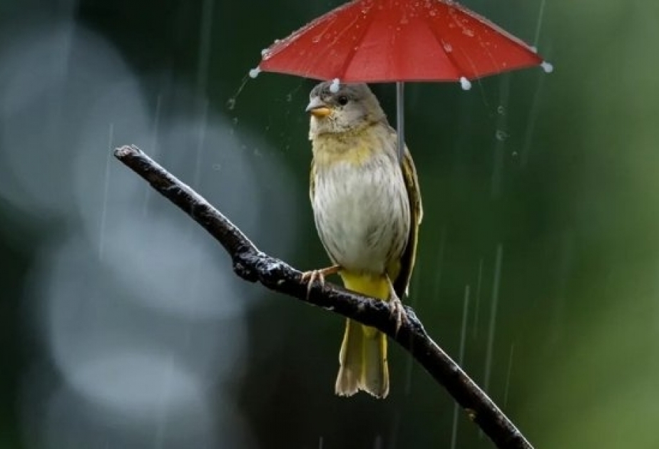 Куда птицы прячутся от дождя