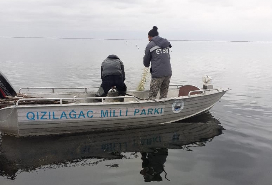 Qızılağac Milli Parkının ərazisindən 3 min metr uzunluğunda sintetik tor yığışdırılıb